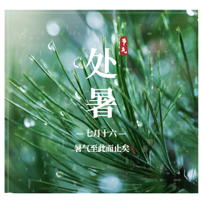 处暑实景绿植