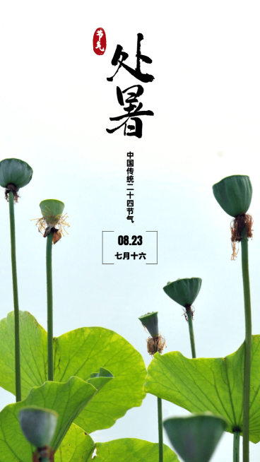 处暑晒风景莲蓬荷叶实景合成预览效果