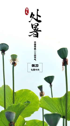 处暑晒风景莲蓬荷叶实景合成