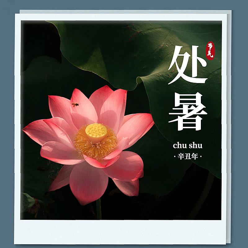 处暑晒风景荷花荷塘实景合成