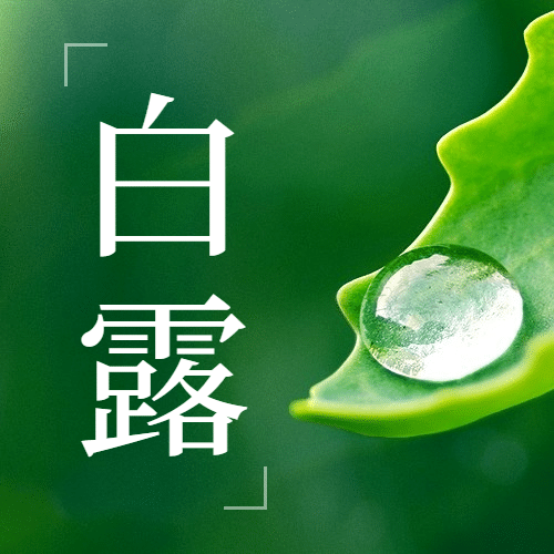 白露节气祝福露珠绿叶公众号次图预览效果