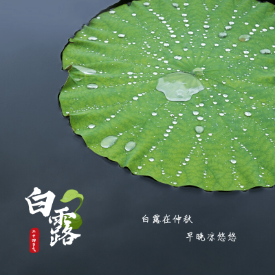 晒图白露荷叶白露在仲秋早晚凉悠悠