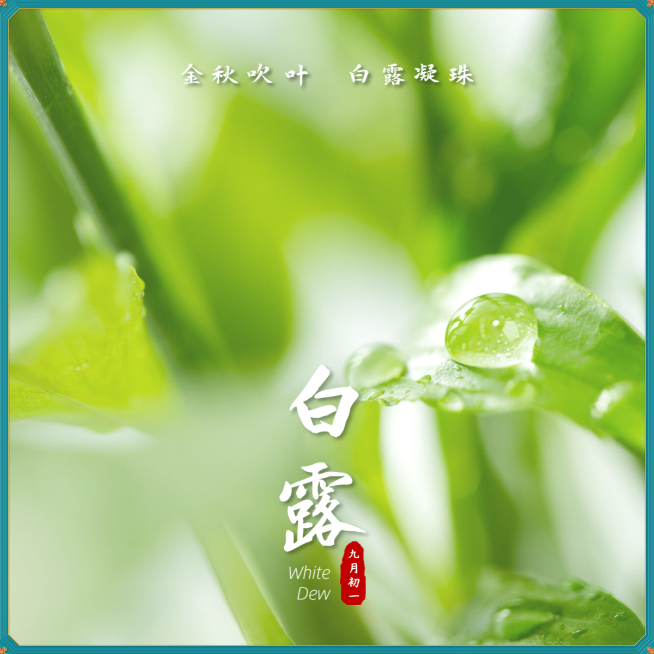 晒图白露实景露水近景自然预览效果