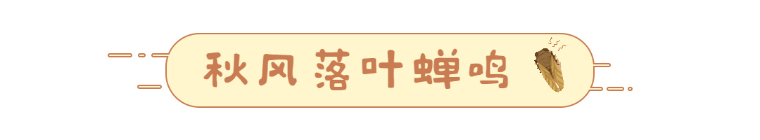 秋分节气蝉鸣动态分割线预览效果