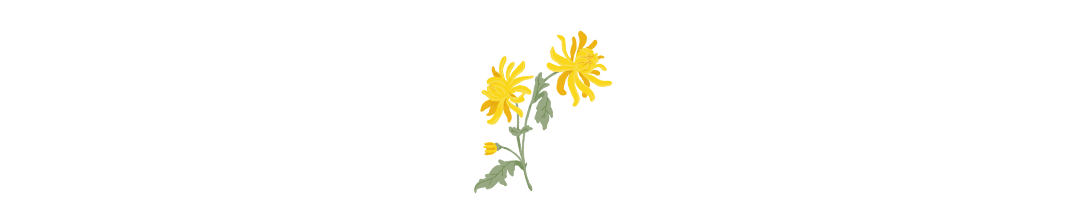九九重阳节菊花手绘GIF动态分割线预览效果