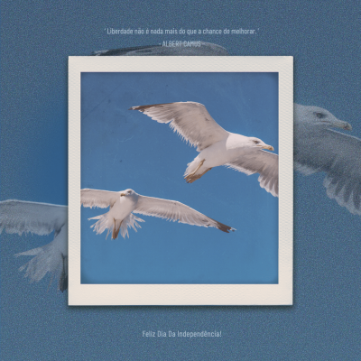 Brazil Independence Day Bird Photos Instagram Post
