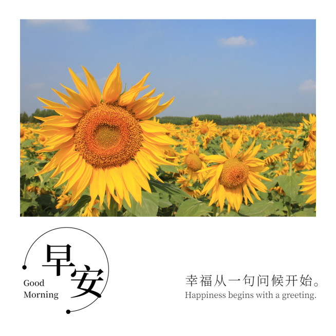早安问候向日葵方形海报预览效果