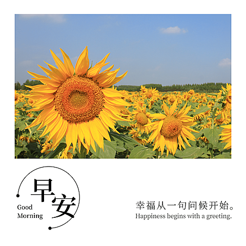 早安问候向日葵方形海报