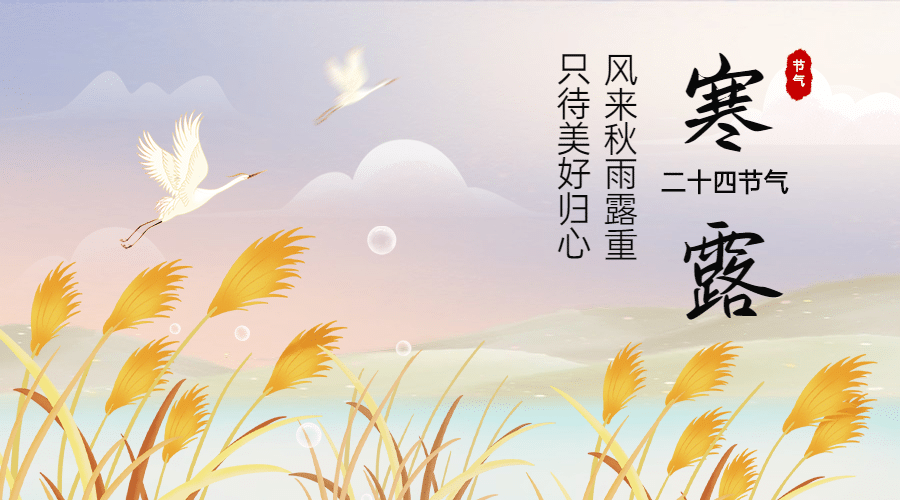 寒露节气祝福问候芦苇白鹭横版海报预览效果