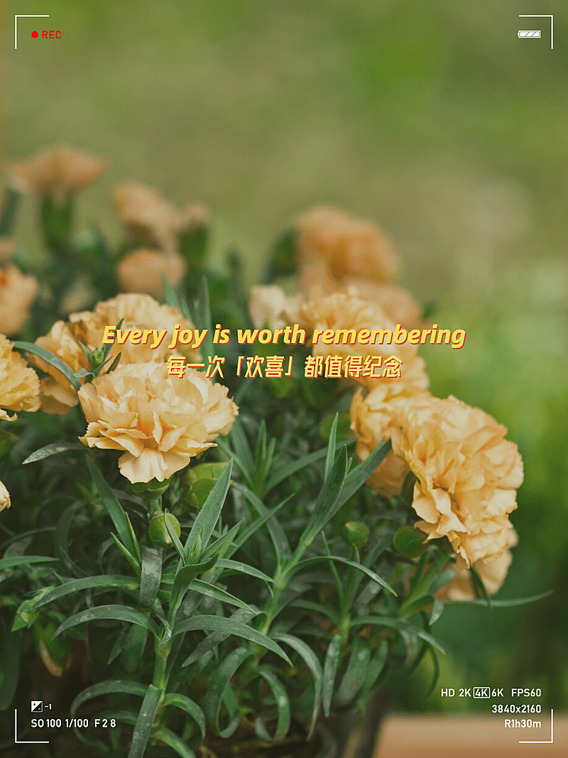 晒图鲜花每一次都值得纪念