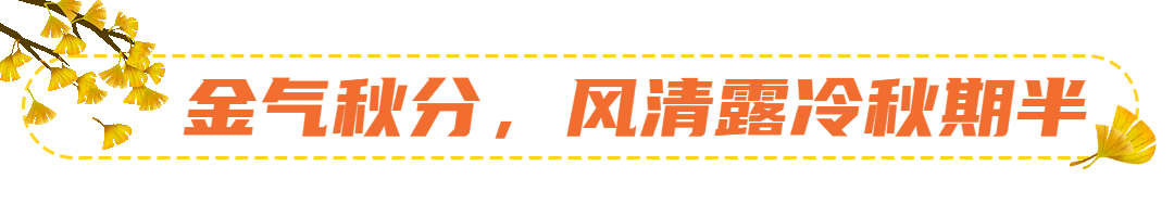 通用秋分节气枫叶简洁动态分割线预览效果