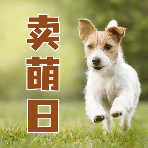 10.10卖萌日可爱狗狗宣传实景公众号次图预览效果