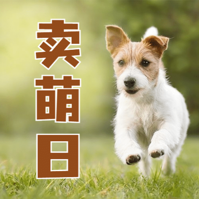 10.10卖萌日可爱狗狗宣传实景公众号次图
