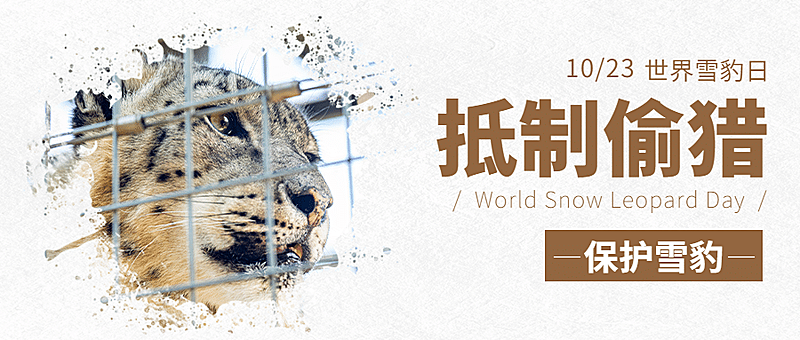 世界雪豹日保护珍稀动物公益宣传实景公众号首图