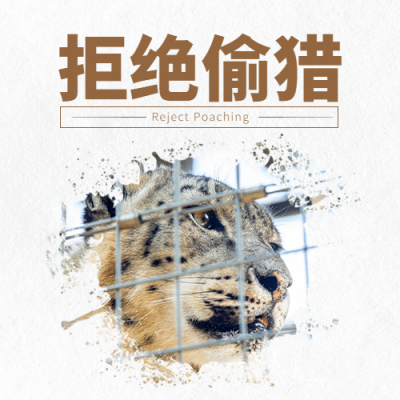 世界雪豹日保护珍稀动物公益宣传实景公众号次图