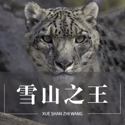 世界雪豹日保护珍稀动物公益宣传实景公众号次图