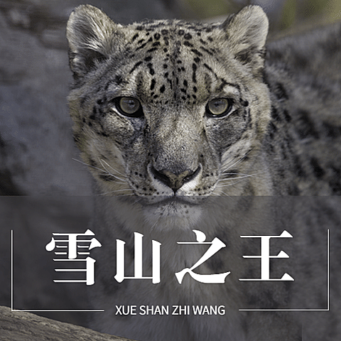 世界雪豹日保护珍稀动物公益宣传实景公众号次图