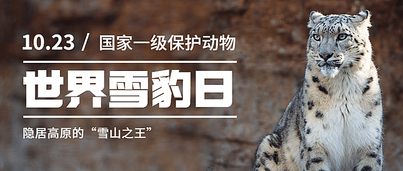 世界雪豹日保护珍稀动物公益宣传实景公众号首图