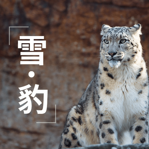 世界雪豹日保护珍稀动物公益宣传实景公众号次图
