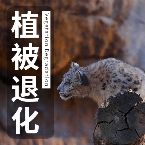 世界雪豹日保护珍稀动物公益宣传实景次图