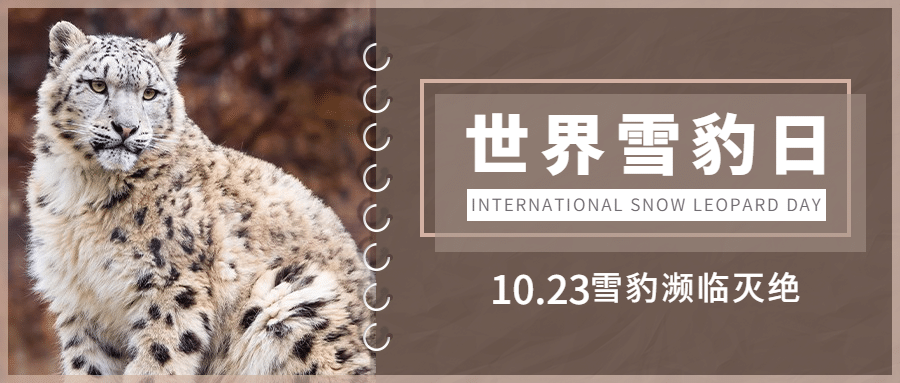世界雪豹日保护珍稀动物公益宣传实景首图预览效果