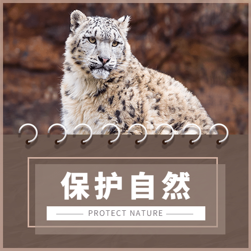 世界雪豹日保护珍稀动物公益宣传实景次图预览效果