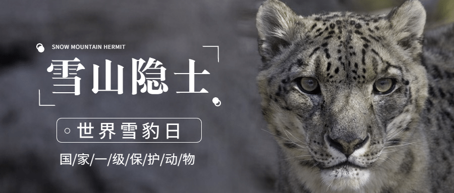 世界雪豹日保护珍稀动物公益宣传实景公众号首图预览效果