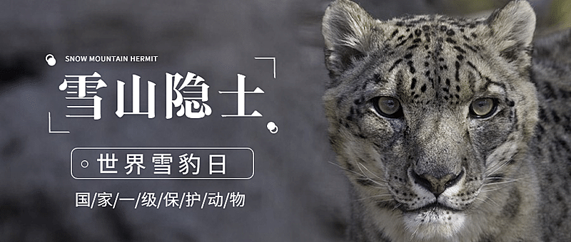 世界雪豹日保护珍稀动物公益宣传实景公众号首图