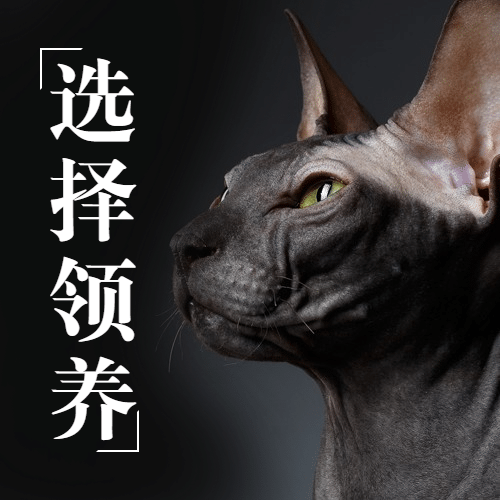 国际猫咪日动物保护公益宣传公众号次图预览效果