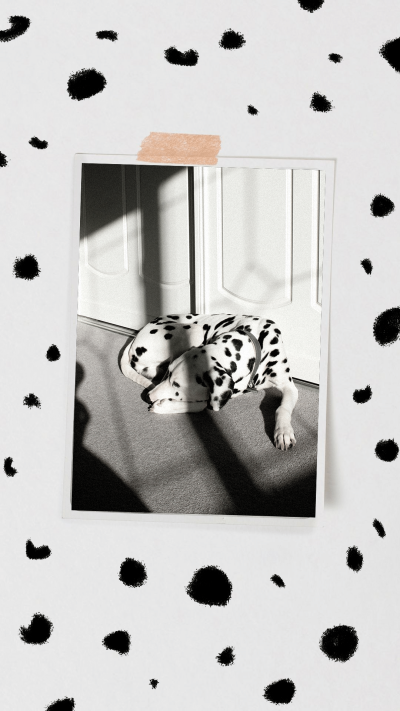 Creative Photo Frame Dog Instagram Story