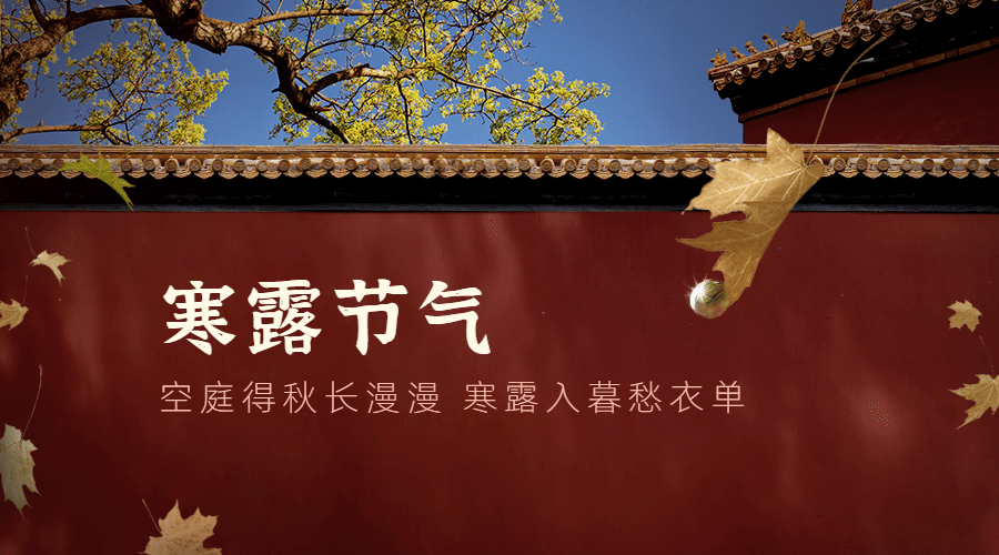 寒露节气祝福红墙枫叶实景横版广告banner预览效果