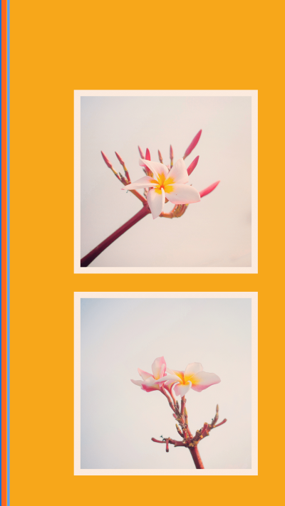 Minimalist Flower Photos Instagram Story