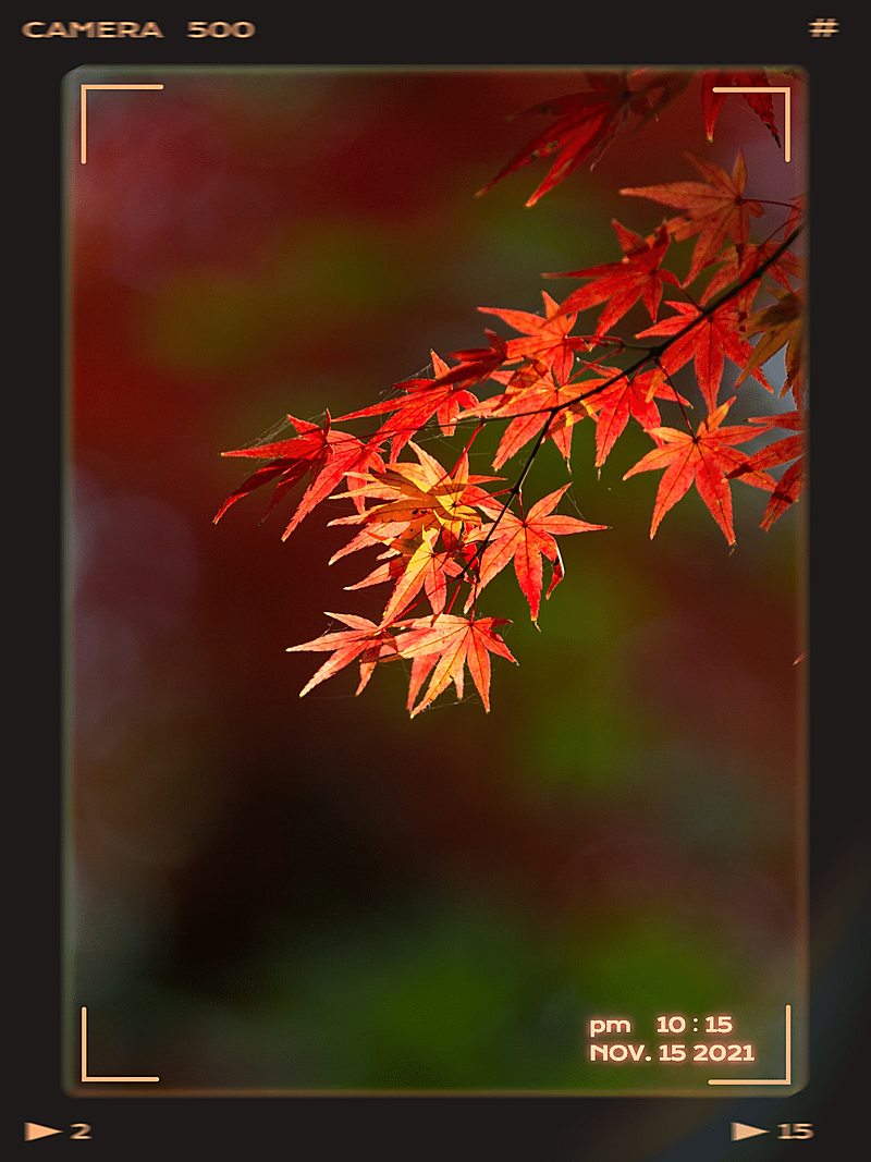 风景枫叶相机取景框生活分享记录模板