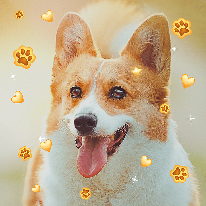 萌宠冬季晒照宠物狗狗晒图模板