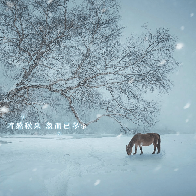 冬季雪地实景生活分享记录模板预览效果