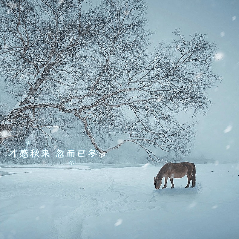冬季雪地实景生活分享记录模板