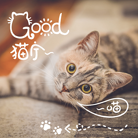 萌宠晒照宠物猫猫晒图模板-猫宁