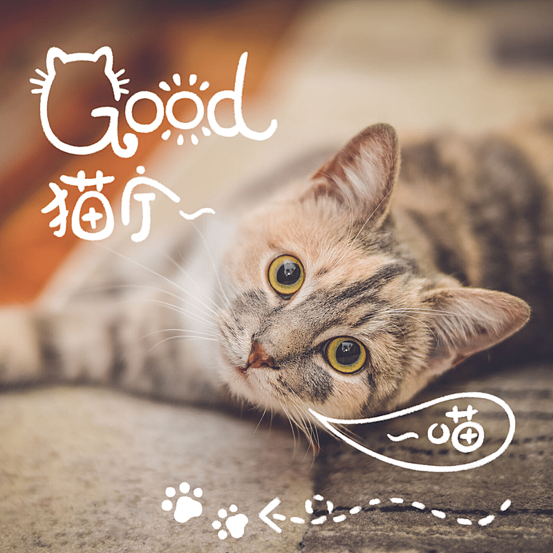 萌宠晒照宠物猫猫晒图模板-猫宁