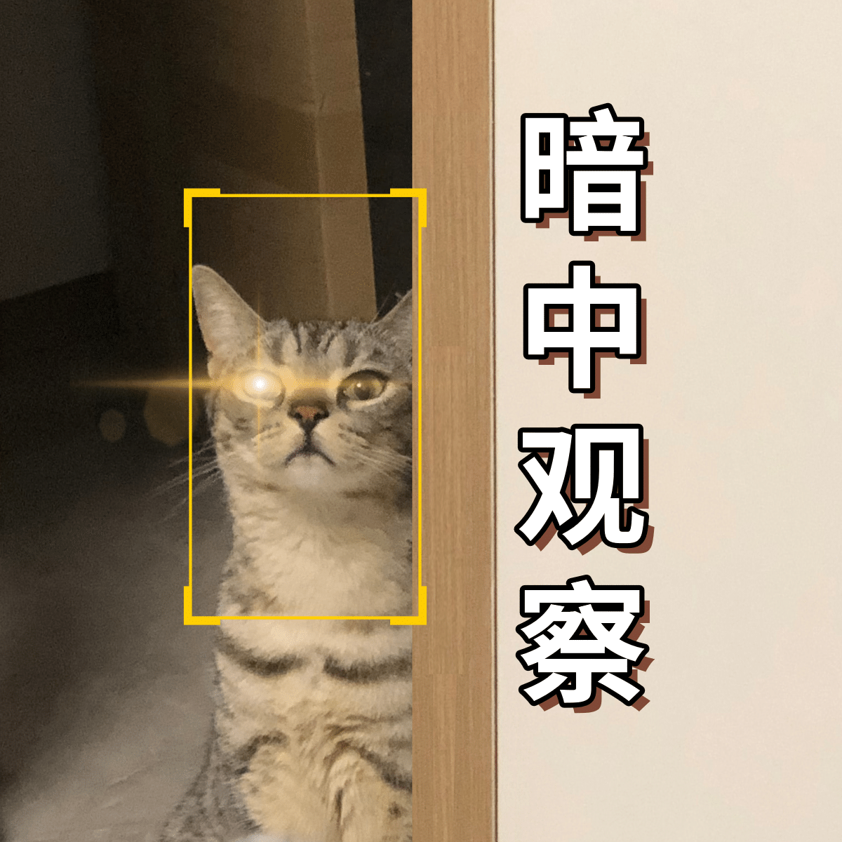 萌宠晒照宠物猫猫晒图模板-暗中观察预览效果