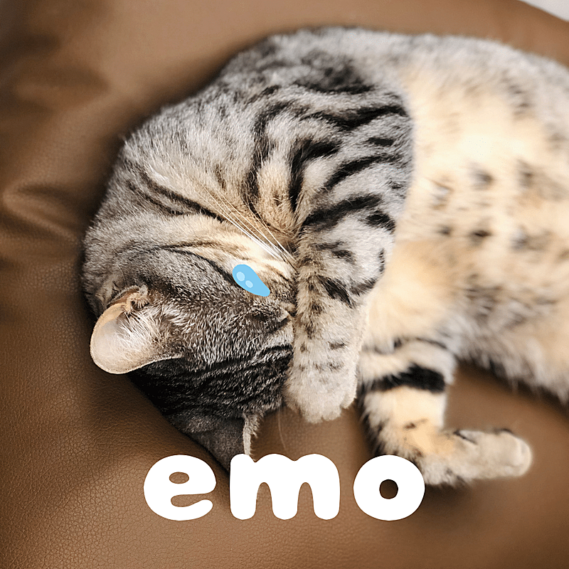 萌宠晒照宠物猫猫晒图模板-emo