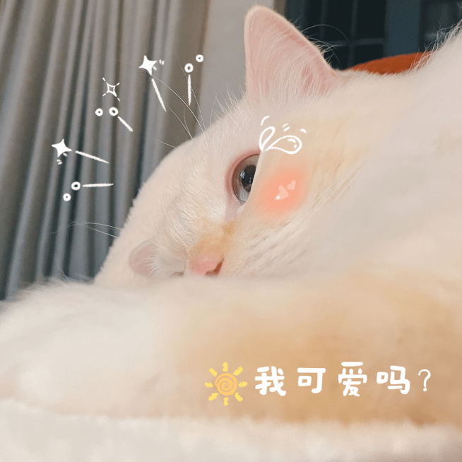 萌宠晒照宠物猫猫晒图模板-我可爱吗预览效果