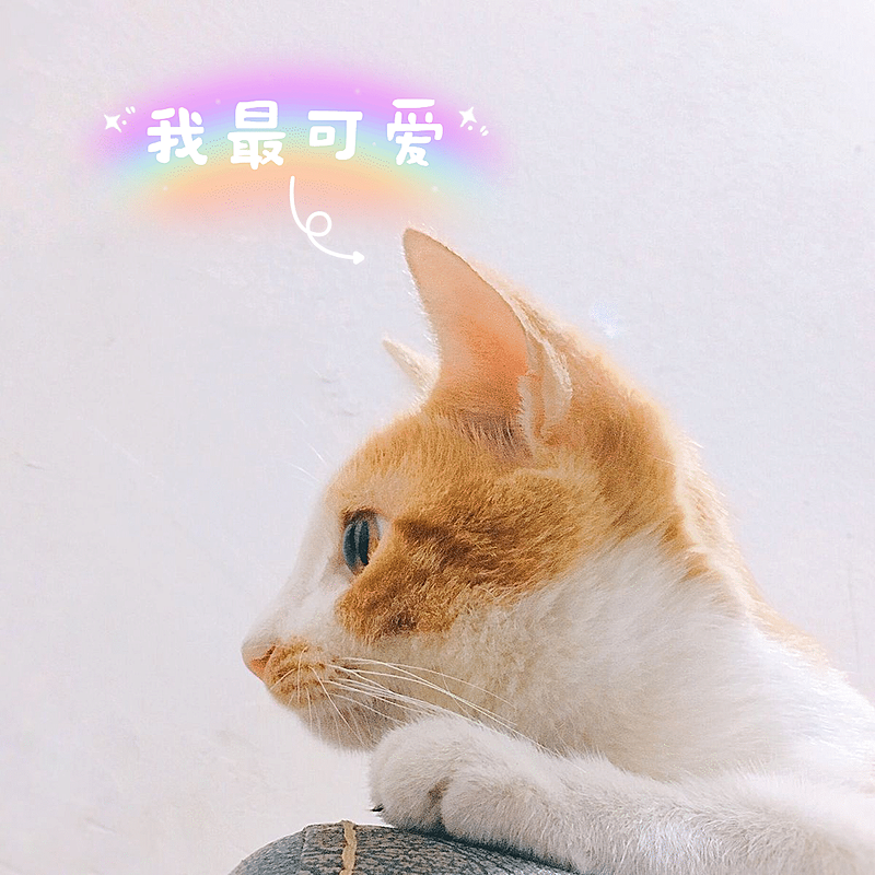 萌宠晒照宠物猫猫晒图模板-我最可爱