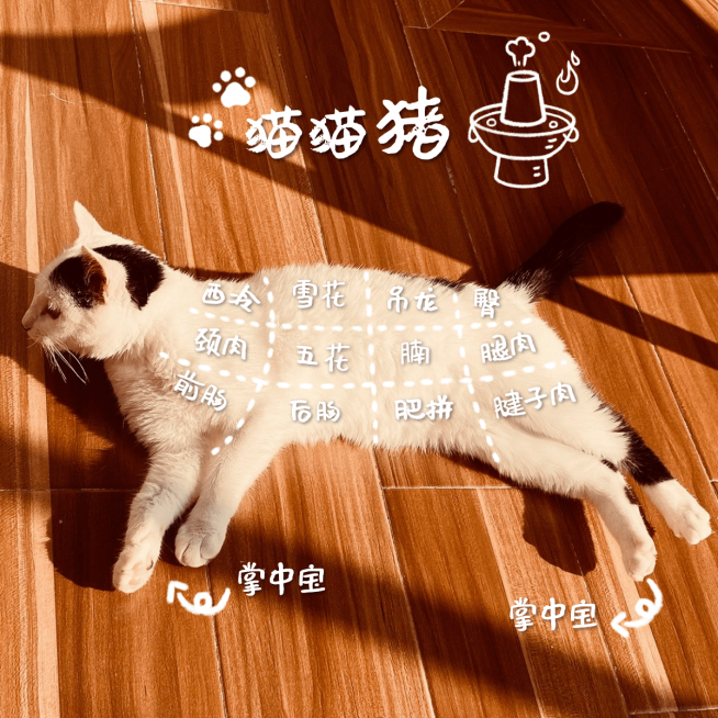 萌宠晒照宠物猫猫晒图模板-猫猫猪预览效果