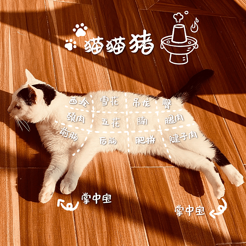 萌宠晒照宠物猫猫晒图模板-猫猫猪