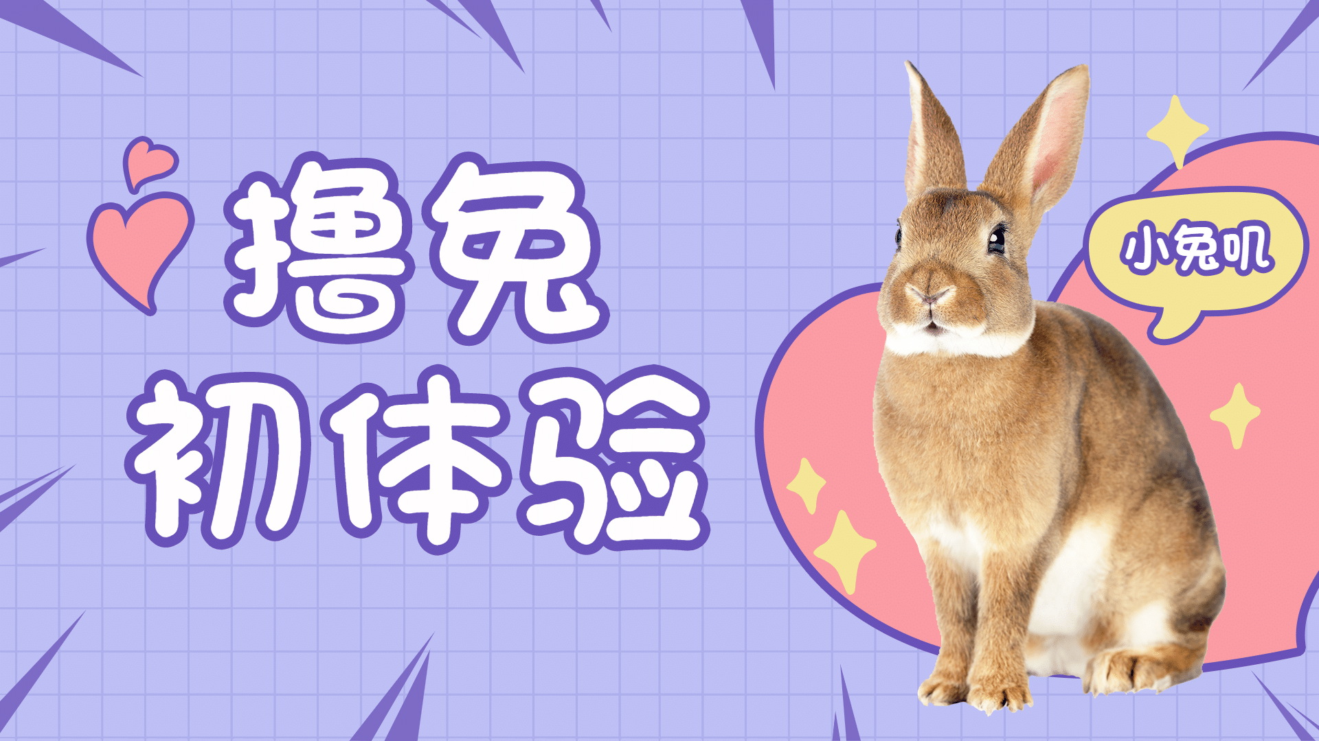宠物兔萌宠简约可爱横版视频封面