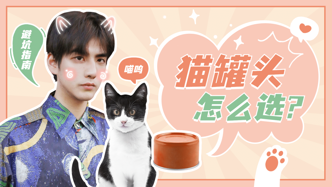 宠物猫萌宠可爱清新横版视频封面预览效果