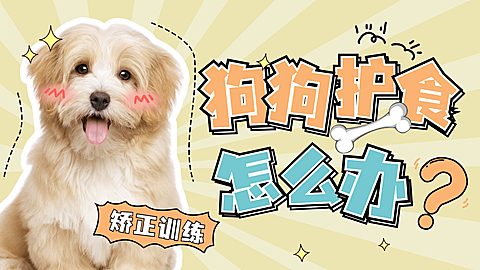 宠物狗萌宠可爱横版视频封面