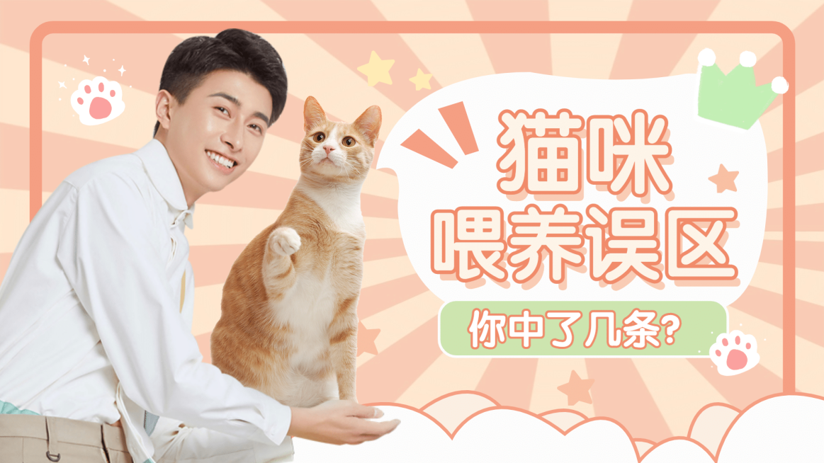 宠物猫萌宠可爱风横版视频封面预览效果