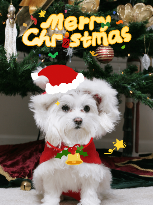 萌宠圣诞节萌宠晒照plog模板预览效果