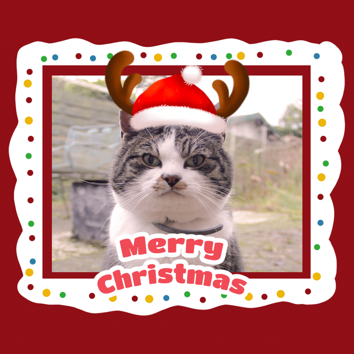 圣诞创意猫咪图框头像预览效果